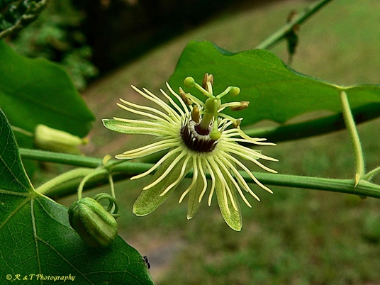 {Passiflora lutea}